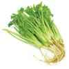 CORAINDER ROOT