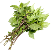 SWEET BASIL