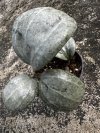 Hoya latifolia silver