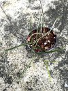 Hoya acicularis (Albo Marginata)