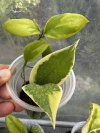 Hoya ilagiorum (Albomarginata)