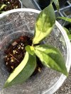 Hoya rigidifolia (Variegata)