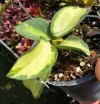 Hoya sp. Para Inner (Variegata)
