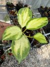 Hoya merrillii (Variegata)