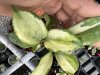 Hoya quinquenervia 'Little Plu Var' (Variegata)