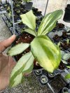 Hoya quinquenervia 'Little Plu Var' (Variegata)