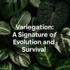 Variegation : A Signature of Evolution and Survival. Variegation : A Signature of Evolution and Survival.