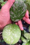 Hoya Michele (splash leaves)