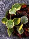 Hoya curtisii (Albomarginata)