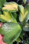 Hoya kerrii 'Maisee' (new color variegated)