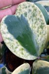 Hoya kerrii (albomarginata with green spots splash)