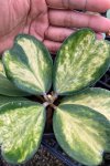 Hoya kerrii (Veriegated with green spots splash)