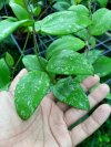 Hoya pottsii (water drop leaf, splash)