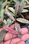 Hoya sigillatis