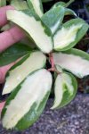 Hoya verticillata (variegated /white)