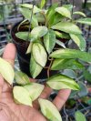Hoya walliniana (variegated)