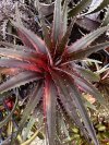 Dyckia 'Siamese Twilight'