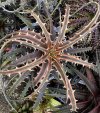 Dyckia 'Samed Rtp'