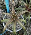 Dyckia 'Satith'