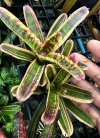 Neoregelia Hybrid MSPxLL (variegated)