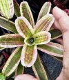 Neoregelia Hybrid MSPxMiniTg