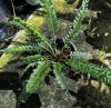 Asplenium x kenzoi