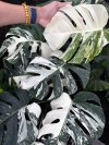 Monstera borsigiana 'Albo'