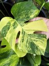 Monstera borsigiana 'Aurea'