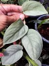 Scindapsus sp (silver leaf)