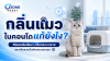 กลิ่นแมวในคอนโดแก้ยังไง? วิธีลดกลิ่นฉี่แมว กลิ่นกระบะทราย และกลิ่นสะสมในห้องแบบตรงจุด กลิ่นแมวในคอนโดแก้ยังไง? วิธีลดกลิ่นฉี่แมว กลิ่นกระบะทราย และกลิ่นสะสมในห้องแบบตรงจุด