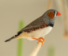 How to care for a Finch