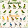 สายพันธุ์นกเลิฟเบิร์ด (Lovebird) เสน่ห์แห่งนกสีสันสดใส สายพันธุ์นกเลิฟเบิร์ด (Lovebird) เสน่ห์แห่งนกสีสันสดใส