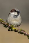 How to care for a Finch