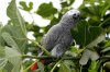 How to care for a African Grey Parrot