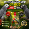 How Many Types of African Grey Parrots? Congo vs Timneh