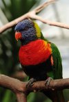 How to care for a Rainbow Lorikeet