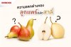ความแตกต่างของลูกแพร์และลูกสาลี่ ความแตกต่างของลูกแพร์และลูกสาลี่