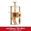 คอนโดแมว 39