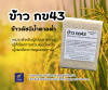 ข้าว กข43 ข้าวขาวพรีเมี่ยม ตรา ๙พญา  (RD43 Rice - Kaopaya Brand)