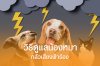 วิธีดูแลน้องหมา กลัวเสียงฟ้าร้อง วิธีดูแลน้องหมา กลัวเสียงฟ้าร้อง