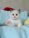 Firstragdoll