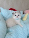 Firstragdoll