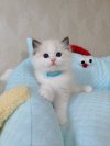 Firstragdoll