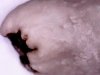 Faded Streaked bean / digital microscope Faded Streaked bean / digital microscope
