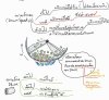 Convection มากแล้ว body จะน้อย...จริงหรือ? Convection มากแล้ว body จะน้อย...จริงหรือ?