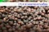 LTLH ทางออกของกาแฟไทย (9) เราสามารถอนุมานความชื้นในกาแฟได้จากน้ำหนักที่ลดลง LTLH ทางออกของกาแฟไทย (9) เราสามารถอนุมานความชื้นในกาแฟได้จากน้ำหนักที่ลดลง