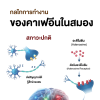 กลไกการทำงานของคาเฟอีนในสมอง