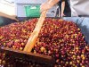 PLUM 2022 : ปรีดากาลาปากอส PLUM 2022 : ปรีดากาลาปากอส