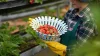 Why Organic Strawberries Are the Sweetest and Healthiest Choice Why Organic Strawberries Are the Sweetest and Healthiest Choice