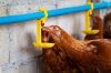 Animal Drinking Water Animal Drinking Water